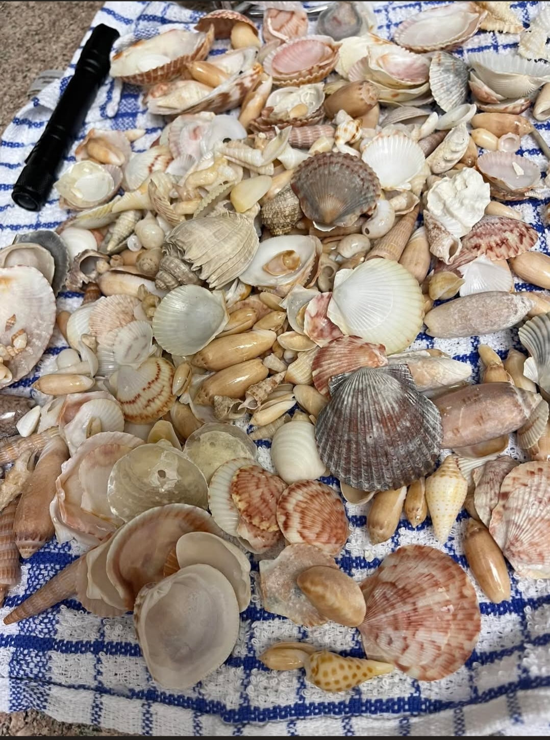 Veriety shared in the Florida gallery