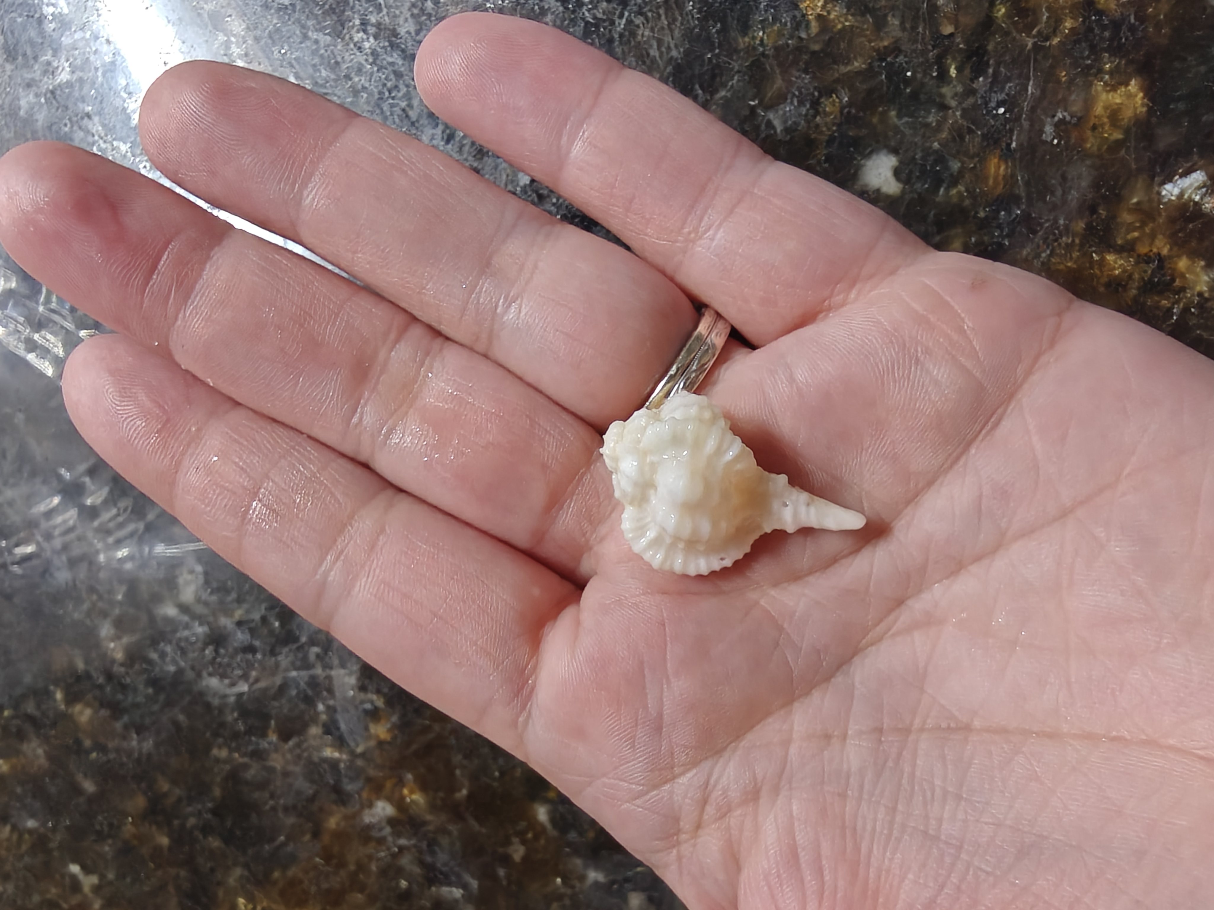 Unknown shared in the Florida gallery